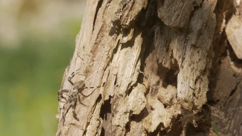 Spider walks on trunk Stock Footage 100602260