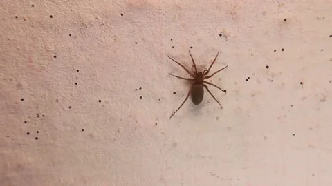 Spider walks on the wall. closeup spider on isolated white background Stock Footage 237620299
