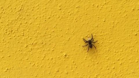 Spider walks on yellow wall Stock Footage 75958159
