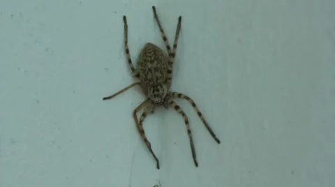 Spider on a wall. Vídeos de archivo 52547648