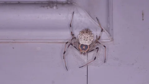 Spider on the wall Stock Footage 100718871