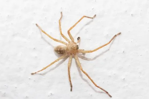 Spider on the wall. macro Stock Photos