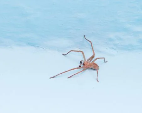 Spider on the wall. macro Stock Photos