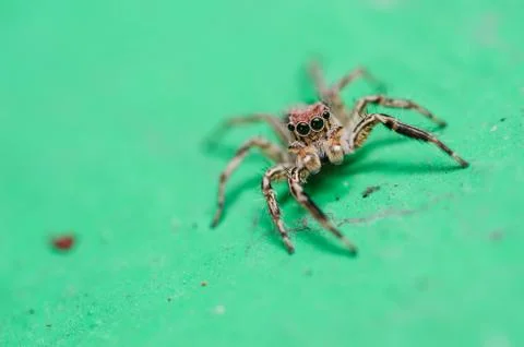 Spider in wall nature background Stock Photos
