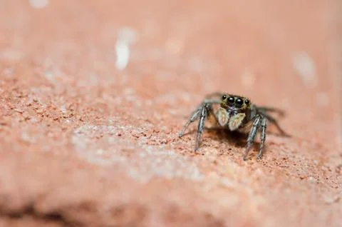 Spider in wall nature background Stock Photos