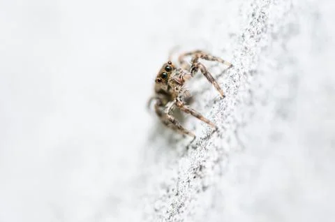 Spider in wall nature background Foto stock