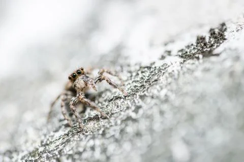 Spider in wall nature background Stock Photos