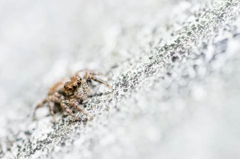 Spider in wall nature background Foto stock