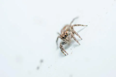 Spider in wall nature background Stock Photos