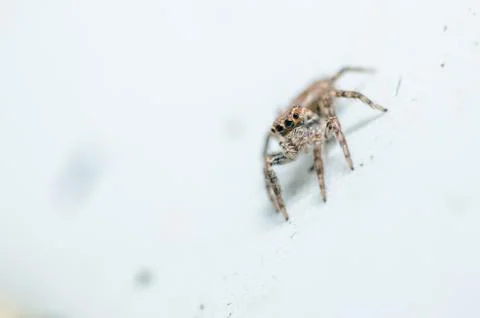 Spider in wall nature background Stock Photos