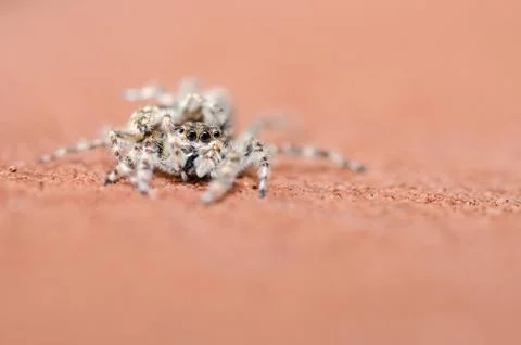 Spider in wall nature background Stock Photos