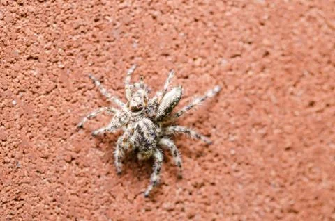 Spider in wall nature background Stock Photos