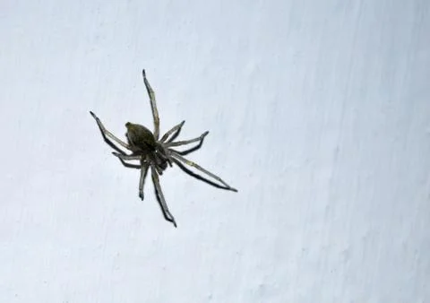Spider on wall Stock Photos