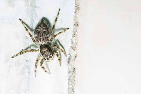 Spider on the wall Stock Photos