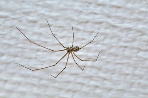 Spider on the wall Stock Photos