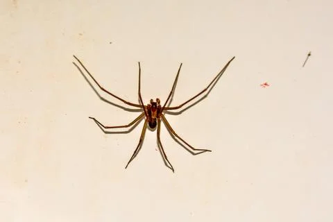 Spider on The Wall Stock Photos