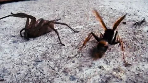 The Spider Wasp Stock Footage 244687261