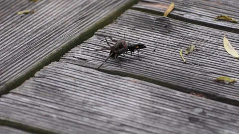 Spider wasp moving a spider Stock Footage 83147382