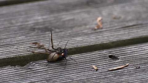 Spider wasp moving a spider Stock Footage 83524428