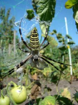 Spider-wasp Stock-Fotos