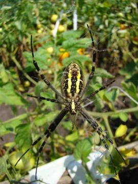 Spider-wasp Stock-Fotos