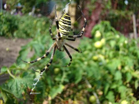 Spider-wasp Stock Photos
