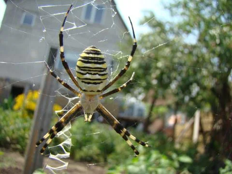 Spider-wasp Stock Photos