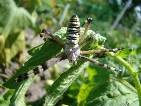Spider-wasp Stock-Fotos