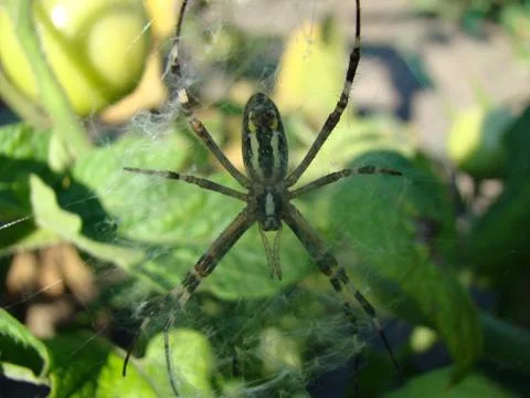 Spider-wasp Stock-Fotos
