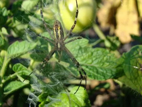 Spider-wasp Foto stock