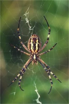 Spider wasp Stock-Fotos