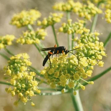 Spider Wasp Stock Photos