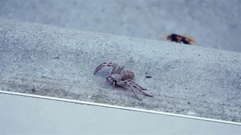Spider Wasp, taking away a "Huntsman" Spider. Stock Footage 74335801