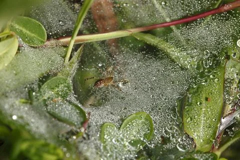 Spider on water drops on a leaf Stock Photos