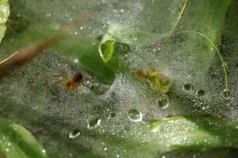 Spider on water drops on a leaf Stock Photos