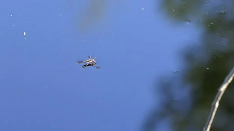 Spider on the water. Stock Footage 194032784