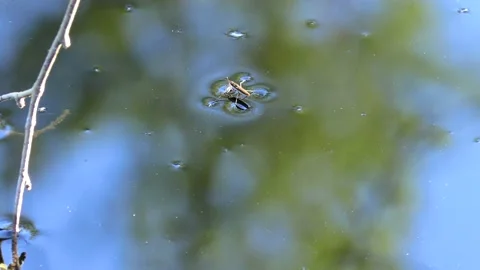 Spider on the water. Stock Footage 194032878