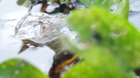 Spider on the water hyacinth leaf Stock Footage 52300890