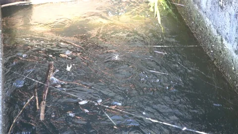 Spider weave spider web under flowing water. Stock Footage 94258872