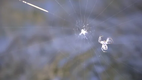 Spider weave spider web under flowing water. Stock Footage 94259765