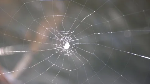 Spider weave spider web under flowing water. Stock Footage 94259931