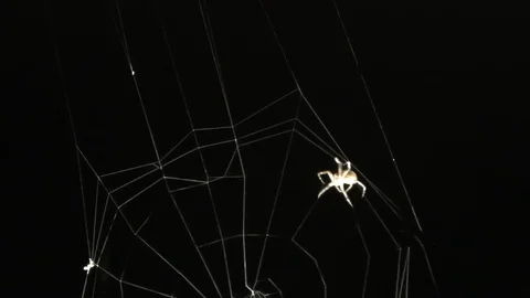Spider weave the web on a black background Stock Footage 116270027