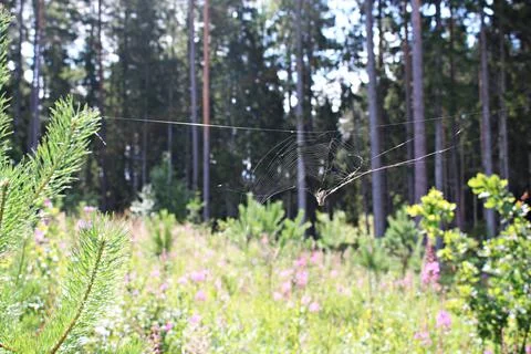 Spider weave web in a pine forest to catch mosquitoes and flies Stock-Fotos