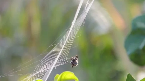Spider weaver web arachnid Stock Footage 93440618