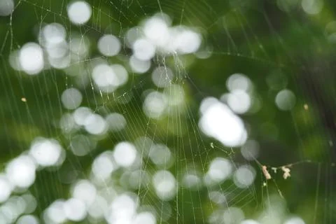 The spider weaves a dense web over green plants. Wildlife macro photography Stock Photos