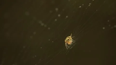 A spider weaves a fine spider web in a close-up macro view Stock Photos