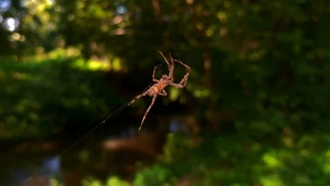A spider weaves her net in the middle of the air with blurred background Stock Footage 115104992