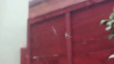 Spider weaves his web- time lapse Stock Footage 20484977