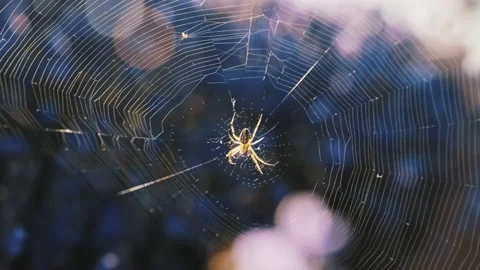Spider weaves its web between tree branches against of bright sunlight Stock Footage 141422153