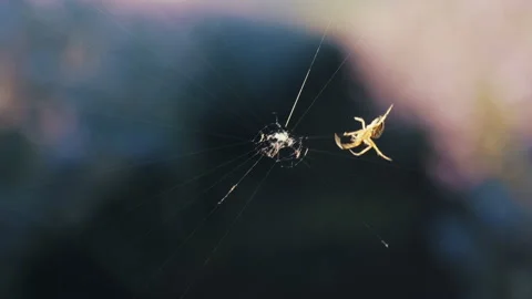 Spider weaves its web between tree branches against of bright sunlight Stock Footage 141422283